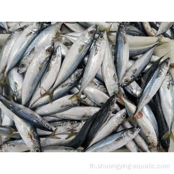 ใหม่ Landing Frozen Pacific Mackerel Fish 200-300 กรัม